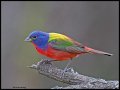 _3SB3362 painted bunting